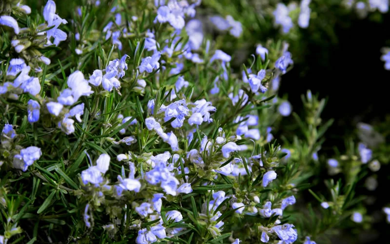 Chef's Choice Rosemary - 3 Gallon Pot 4 Chef's Choice Rosemary - 3 Gallon Pot - Image 4