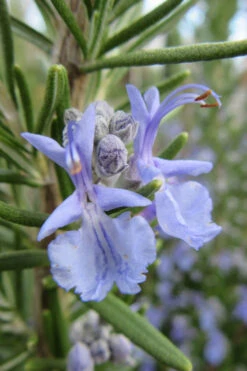 Prostrate Creeping Rosemary - 18 Pack Of Pint Pots -Wilson Bros Gardens Rosemary Prostrate 17 1