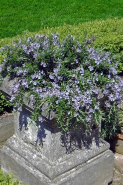 Prostrate Creeping Rosemary - 18 Pack Of Pint Pots -Wilson Bros Gardens Rosemary Prostrate 18 1