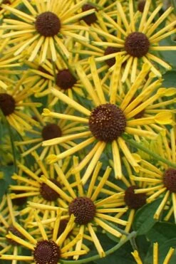Henry Eilers Sweet Coneflower (Rudbeckia Daisy) - 1 Gallon Pot -Wilson Bros Gardens Rudbeckia Henry Eilers 1