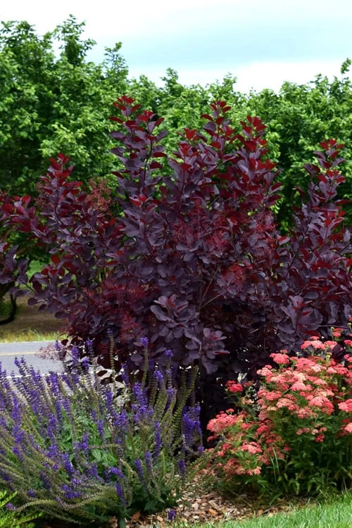Royal Purple Smoke Tree (Smokebush) - 5 Gallon Pot 9 Royal Purple Smoke Tree (Smokebush) - 5 Gallon Pot - Image 9