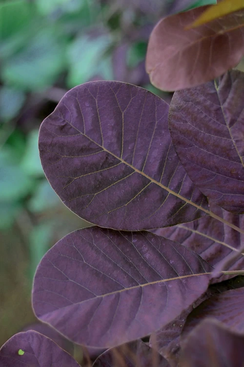 Royal Purple Smoke Tree (Smokebush) - Cotinus Coggygria - 2 Gallon Pot 6 Royal Purple Smoke Tree (Smokebush) - Cotinus Coggygria - 2 Gallon Pot - Image 6
