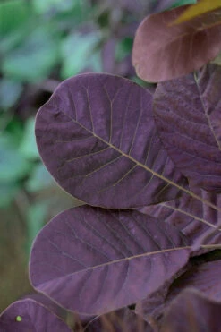 Royal Purple Smoke Tree (Smokebush) - 7 Gallon Pot 16 Royal Purple Smoke Tree (Smokebush) - 7 Gallon Pot -Wilson Bros Gardens SMoke Tree Royal Purple 22 6