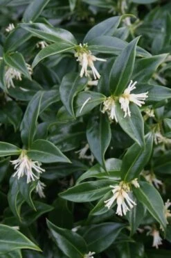 Confused Sweet Box (Sarcococca Confusa) - 6 Pack Of 1 Gallon Pots