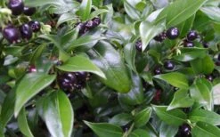 Confused Sweet Box (Sarcococca Confusa) - 6 Pack Of 1 Gallon Pots -Wilson Bros Gardens Sarcacocca Confusa Berries 10