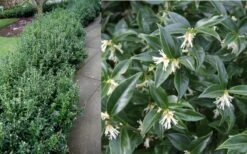 Confused Sweet Box (Sarcococca Confusa) - 6 Pack Of 1 Gallon Pots -Wilson Bros Gardens Sarcacocca Confusa Berries 2