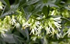 Confused Sweet Box (Sarcococca Confusa) - 6 Pack Of 1 Gallon Pots -Wilson Bros Gardens Sarcacocca Confusa Flowers 5