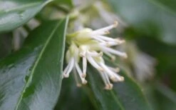 Confused Sweet Box (Sarcococca Confusa) - 6 Pack Of 1 Gallon Pots -Wilson Bros Gardens Sarcococca Confusa Sweet Box Flower Closeup