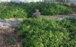 Confused Sweet Box (Sarcococca Confusa) - 6 Pack Of 1 Gallon Pots -Wilson Bros Gardens Sarcococca Confusa Sweet Box In Landscape