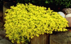 Gold Moss Sedum - 5 Pack Of Pint Pots -Wilson Bros Gardens Sedum Acre Gold Moss 1 1