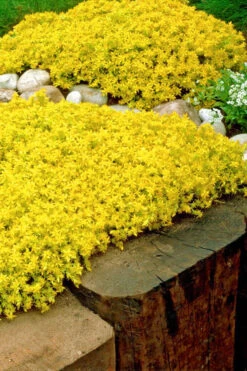Gold Moss Sedum - 5 Pack Of Pint Pots