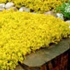 Gold Moss Sedum - 10 Pack Of 4" Pint Pots