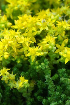 Gold Moss Sedum - 5 Pack Of Pint Pots -Wilson Bros Gardens Sedum Acre Gold Moss 3 1
