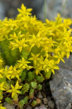 Gold Moss Sedum - 10 Pack Of 4" Pint Pots -Wilson Bros Gardens Sedum Acre Gold Moss 4