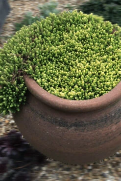 Gold Moss Sedum - 5 Pack Of Pint Pots -Wilson Bros Gardens Sedum Acre Gold Moss 5 1