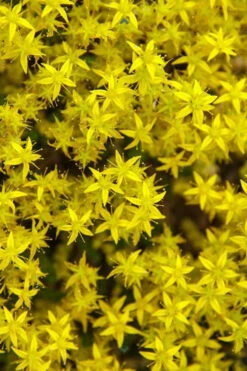 Gold Moss Sedum - 5 Pack Of Pint Pots -Wilson Bros Gardens Sedum Acre Gold Moss 6 1