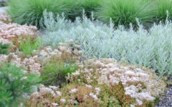 Coral Carpet Sedum Album - 10 Count Flat Of Quart Pots -Wilson Bros Gardens Sedum Album Coral Carpet 5