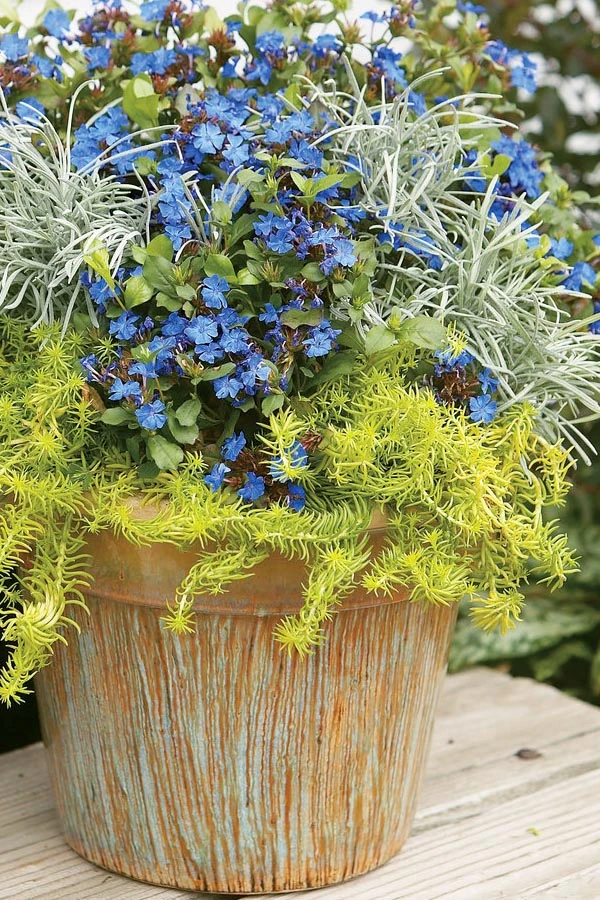 Angelina Sedum - 1 Gallon Pot 9 Angelina Sedum - 1 Gallon Pot - Image 9