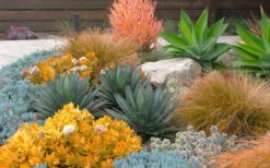 Angelina Sedum - 10 Count Flat Of 4" Pots -Wilson Bros Gardens Sedum Rupestre Angelina 10 3