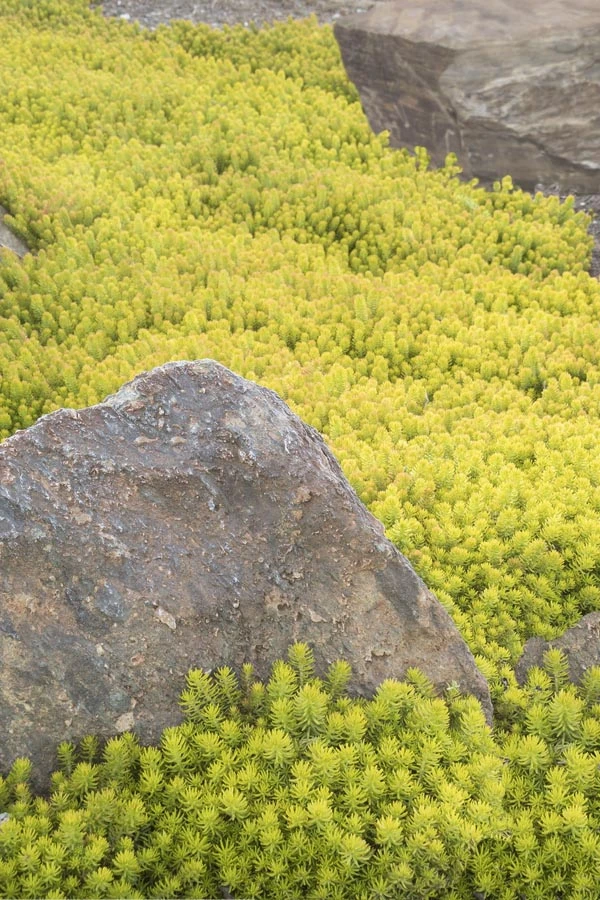 Angelina Sedum - 1 Gallon Pot 8 Angelina Sedum - 1 Gallon Pot - Image 8