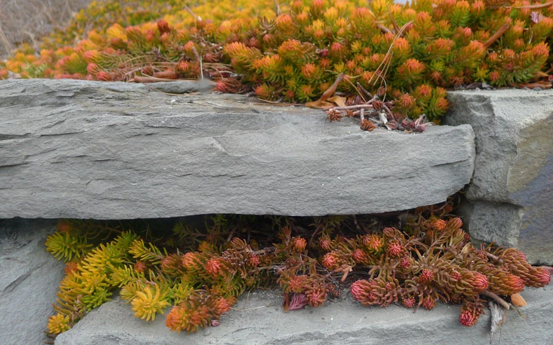 Angelina Sedum - 1 Gallon Pot 7 Angelina Sedum - 1 Gallon Pot - Image 7