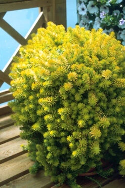 Angelina Sedum - 6 Pack Of 3.5" Pots -Wilson Bros Gardens Sedum Rupestre Angelina 8 2