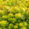 Angelina Sedum - 6 Pack Of 3.5" Pots