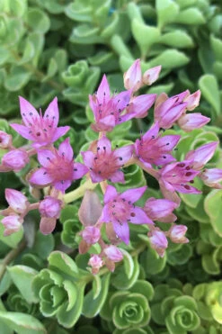 John Creech Sedum - 10 Count Flat Of 4" Pots -Wilson Bros Gardens Sedum Spurium John Creech 3