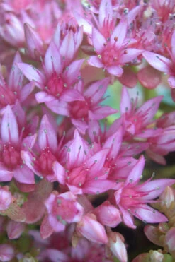 John Creech Sedum - 10 Count Flat Of 4" Pots -Wilson Bros Gardens Sedum Spurium John Creech 4