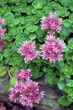 John Creech Sedum - 10 Count Flat Of 4" Pots