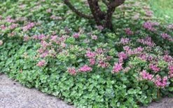 John Creech Sedum - 10 Count Flat Of 4" Pots -Wilson Bros Gardens Sedum Spurium John Creech 6