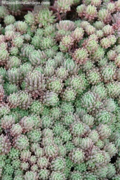 Tiny Buttons Sedum Hispanicum - 10 Pack Of Pint Pots -Wilson Bros Gardens Sedum hispanicum minus tiny buttons 3