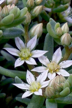 Tiny Buttons Sedum Hispanicum - 10 Pack Of Pint Pots -Wilson Bros Gardens Sedum hispanicum minus tiny buttons 4