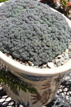 Tiny Buttons Sedum Hispanicum - 10 Pack Of Pint Pots -Wilson Bros Gardens Sedum hispanicum minus tiny buttons 6