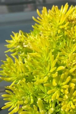 Lemon Ball Sedum - 3 Pack Of Quart Pots