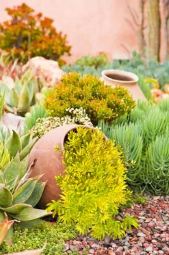 Lemon Ball Sedum - 12 Pack Of Quart Pots -Wilson Bros Gardens Sedum mexicanum lemon ball 2