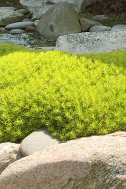 Lemon Ball Sedum - 5 Pack Of Pint Pots -Wilson Bros Gardens Sedum mexicanum lemon ball 4 2