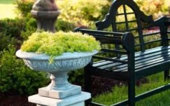 Lemon Ball Sedum - 3 Pack Of Quart Pots -Wilson Bros Gardens Sedum mexicanum lemon ball 6 1