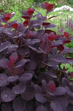 Royal Purple Smoke Tree (Smokebush) - 5 Gallon Pot -Wilson Bros Gardens Smoke Tree Royal Purple 11 4