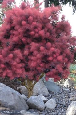 Royal Purple Smoke Tree (Smokebush) - 5 Gallon Pot - SALE 14 Royal Purple Smoke Tree (Smokebush) - 5 Gallon Pot - SALE -Wilson Bros Gardens Smoke Tree Royal Purple 12 5