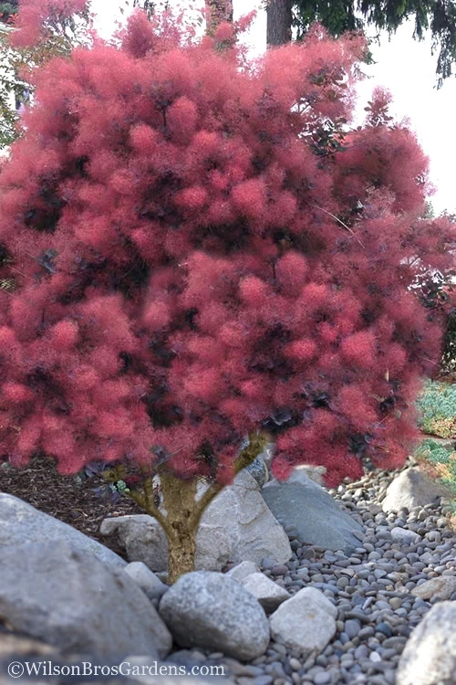 Royal Purple Smoke Tree (Smokebush) - 7 Gallon Pot 7 Royal Purple Smoke Tree (Smokebush) - 7 Gallon Pot - Image 7