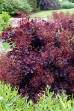 Royal Purple Smoke Tree (Smokebush) - Cotinus Coggygria - 2 Gallon Pot 16 Royal Purple Smoke Tree (Smokebush) - Cotinus Coggygria - 2 Gallon Pot -Wilson Bros Gardens Smoke Tree Royal Purple 23 2