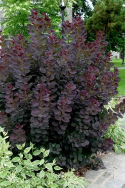Royal Purple Smoke Tree (Smokebush) - Cotinus Coggygria - 2 Gallon Pot 13 Royal Purple Smoke Tree (Smokebush) - Cotinus Coggygria - 2 Gallon Pot -Wilson Bros Gardens Smoke Tree Royal Purple 25 3