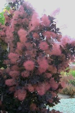 Royal Purple Smoke Tree (Smokebush) - 5 Gallon Pot 12 Royal Purple Smoke Tree (Smokebush) - 5 Gallon Pot -Wilson Bros Gardens Smoke Tree Royal Purple 28