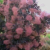 Royal Purple Smoke Tree (Smokebush) - 7 Gallon Pot
