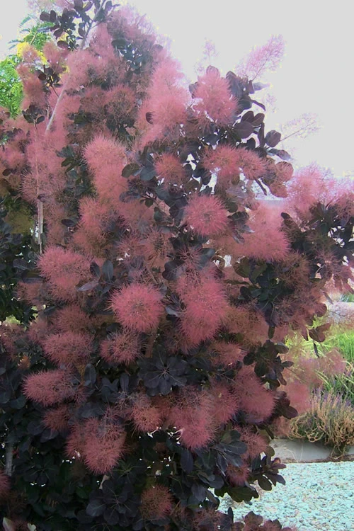 Royal Purple Smoke Tree (Smokebush) - 7 Gallon Pot 1 Royal Purple Smoke Tree (Smokebush) - 7 Gallon Pot