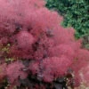 Royal Purple Smoke Tree (Smokebush) - Cotinus Coggygria - 2 Gallon Pot