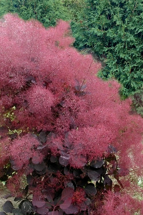 Royal Purple Smoke Tree (Smokebush) - Cotinus Coggygria - 2 Gallon Pot 1 Royal Purple Smoke Tree (Smokebush) - Cotinus Coggygria - 2 Gallon Pot