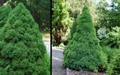 Dwarf Alberta Spruce - 1 Gallon Pot -Wilson Bros Gardens Spruce Dwarf Alberta 1 2