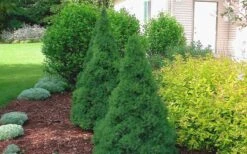 Dwarf Alberta Spruce - 1 Gallon Pot -Wilson Bros Gardens Spruce Dwarf Alberta 2 2